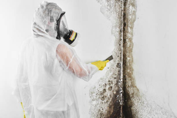Best Local Mold Removal Service  in Wesson, MS