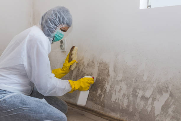 Best Mold Testing  in Wesson, MS