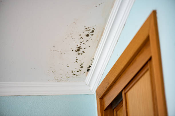 Best Commercial Mold Removal  in Wesson, MS