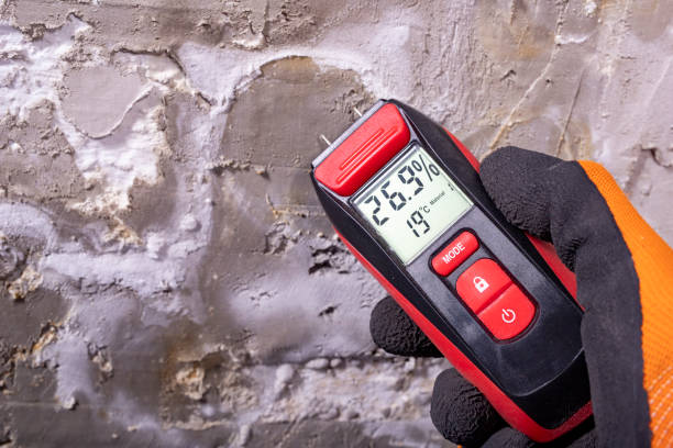 Best Same-Day Mold Removal  in Wesson, MS