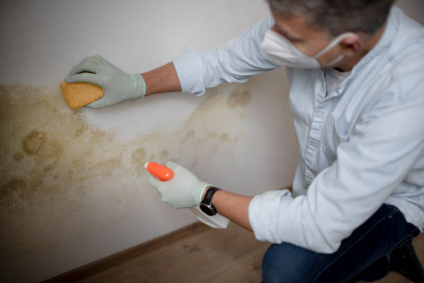 Best Mold Testing  in Wesson, MS