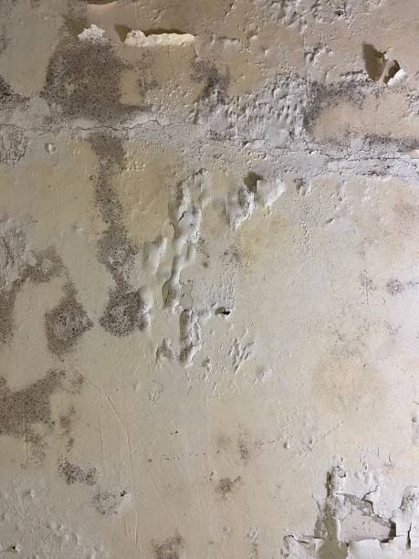 Best Mold Cleaning Services  in Wesson, MS