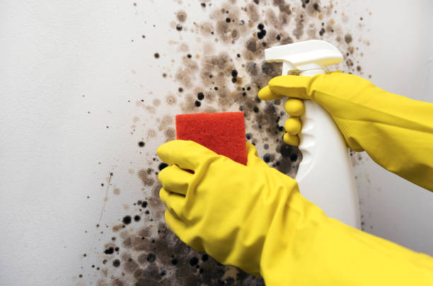 Best Mold Testing  in Wesson, MS