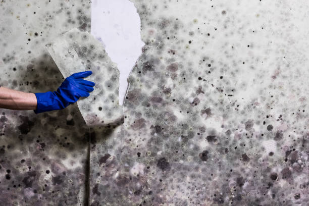 Best Professional Mold Removal  in Wesson, MS