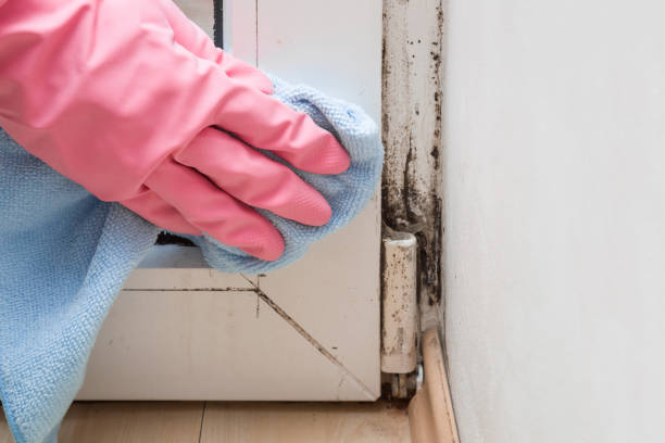 Best Affordable Mold Removal  in Wesson, MS